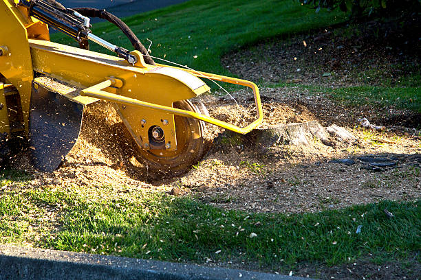 Tree Branch Trimming in Arden Arcade, CA